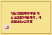 烟台龙泉黄精种植(烟台龙泉区种植黄精，打造精准扶贫项目)