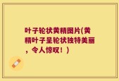 叶子轮状黄精图片(黄精叶子呈轮状独特美丽，令人惊叹！)