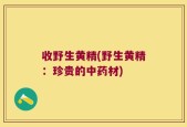 收野生黄精(野生黄精：珍贵的中药材)