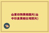 山里动物黄精图片(山中珍禽黄精壮观照片)