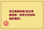 安丘黄精种苗(安丘黄精种苗：神奇中药材种植的雏形)