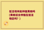 低洼地块能种植黄精吗(黄精适合种植在低洼地区吗？)