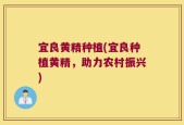 宜良黄精种植(宜良种植黄精，助力农村振兴)