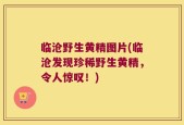 临沧野生黄精图片(临沧发现珍稀野生黄精，令人惊叹！)