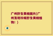 广州野生黄精图片(广州发现珍稀野生黄精植物！)