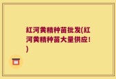 红河黄精种苗批发(红河黄精种苗大量供应！)