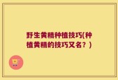 野生黄精种植技巧(种植黄精的技巧又名？)