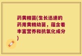药黄精苗(生长迅速的药用黄精幼苗，蕴含着丰富营养和抗氧化成分)