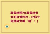 颠黄精照片(颠黄精犬犬的可爱照片，让你立刻爆笑大喊“萌”！)