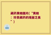 藏药黄精图片(“黄精：珍贵藏药的瑰丽之美”)