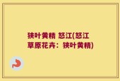 狭叶黄精 怒江(怒江草原花卉：狭叶黄精)