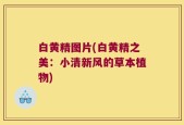 白黄精图片(白黄精之美：小清新风的草本植物)