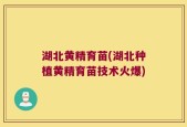 湖北黄精育苗(湖北种植黄精育苗技术火爆)