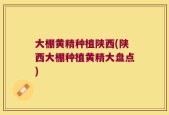 大棚黄精种植陕西(陕西大棚种植黄精大盘点)