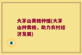 大茅山黄精种植(大茅山种黄精，助力农村经济发展)