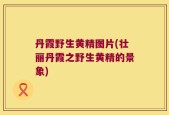 丹霞野生黄精图片(壮丽丹霞之野生黄精的景象)
