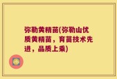 弥勒黄精苗(弥勒山优质黄精苗，育苗技术先进，品质上乘)