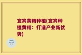 宜宾黄精种植(宜宾种植黄精：打造产业新优势)