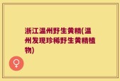 浙江温州野生黄精(温州发现珍稀野生黄精植物)