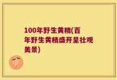 100年野生黄精(百年野生黄精盛开呈壮观美景)