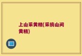 上山采黄精(采摘山间黄精)