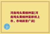 河南鸡头黄精种苗(河南鸡头黄精种苗即将上市，市场前景广阔)