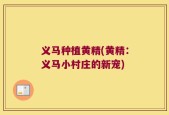 义马种植黄精(黄精：义马小村庄的新宠)