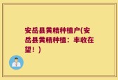 安岳县黄精种植户(安岳县黄精种植：丰收在望！)