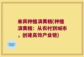 来宾种植滇黄精(种植滇黄精：从农村到城市，创建高效产业链)