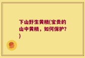 下山野生黄精(宝贵的山中黄精，如何保护？)