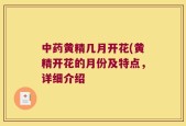 中药黄精几月开花(黄精开花的月份及特点，详细介绍