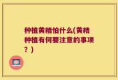种植黄精怕什么(黄精种植有何要注意的事项？)