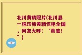 北川黄精照片(北川县一株珍稀黄精惊艳全国，网友大呼：“真美！”)