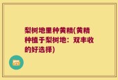 梨树地里种黄精(黄精种植于梨树地：双丰收的好选择)