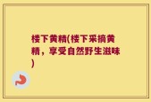楼下黄精(楼下采摘黄精，享受自然野生滋味)