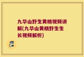 九华山野生黄精视频讲解(九华山黄精野生生长视频解析)