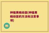 种植黄精幼苗(种植黄精幼苗的方法和注意事项)