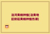 沿河黄精种植(沿黄地区掀起黄精种植热潮)