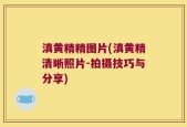 滇黄精精图片(滇黄精清晰照片-拍摄技巧与分享)