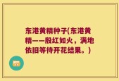 东港黄精种子(东港黄精——殷红如火，满地依旧等待开花结果。)
