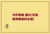 中药黄精 图片(药用植物黄精的全貌)