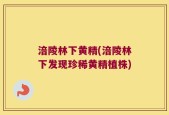 涪陵林下黄精(涪陵林下发现珍稀黄精植株)