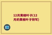 12月黄精叶子(12月的黄精叶子特写)