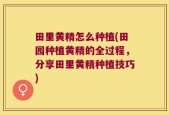 田里黄精怎么种植(田园种植黄精的全过程，分享田里黄精种植技巧)