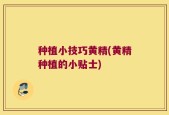 种植小技巧黄精(黄精种植的小贴士)