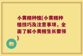 小黄精种植(小黄精种植技巧及注意事项，全面了解小黄精生长要领)