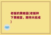 老板的黄精苗(老板种下黄精苗，期待大收成)