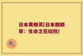 日本黄精灵(日本麒麟草：生命之花绽放)