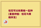 桂花可以和黄精一起种(重叠种植：桂花与黄精共生)
