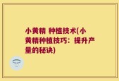 小黄精 种植技术(小黄精种植技巧：提升产量的秘诀)